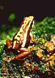 Pfeilgiftfrosch im Terrarium